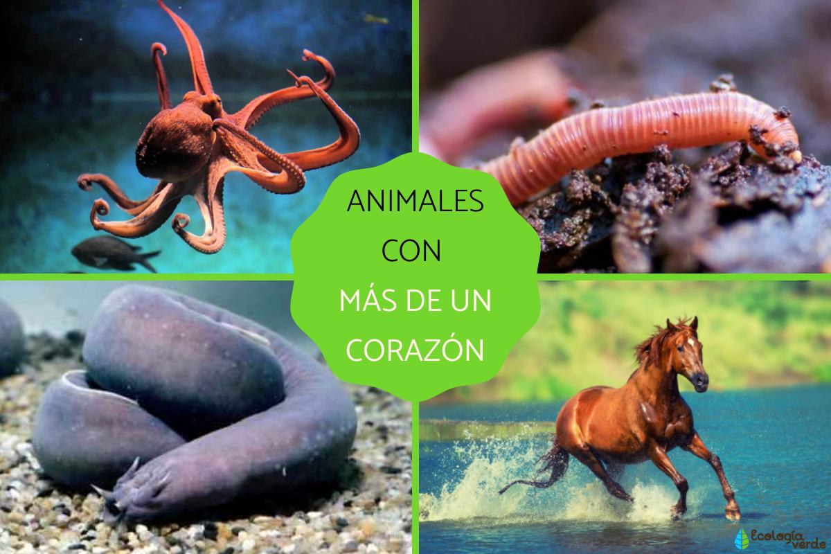 Animales con más de un corazón