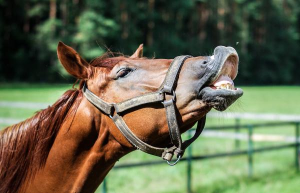 Animales con el mejor olfato - Caballo (Equus ferus caballus)