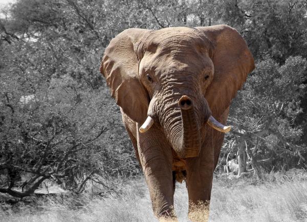 Animales con el mejor olfato - El animal con mejor olfato: el elefante africano