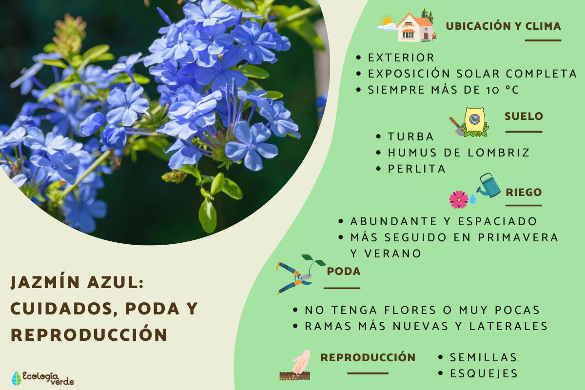 Jazmín azul: cuidados, poda y reproducción