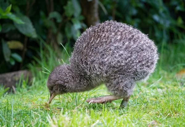 Animales con el mejor olfato - Kiwi (Apteryx australis) 
