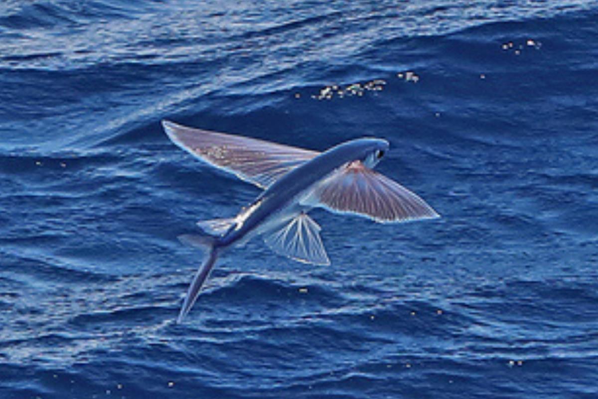 Peces voladores: dónde viven, especies, curiosidades e imágenes