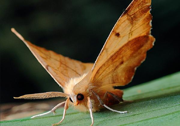 Animales con el mejor olfato - Polillas 