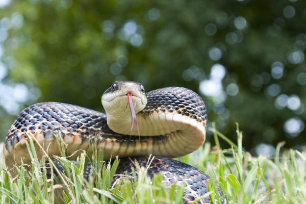 Animales con el mejor olfato - Serpientes (suborden Ophidia) 