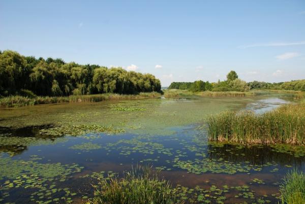Humedales - Tipos de humedales