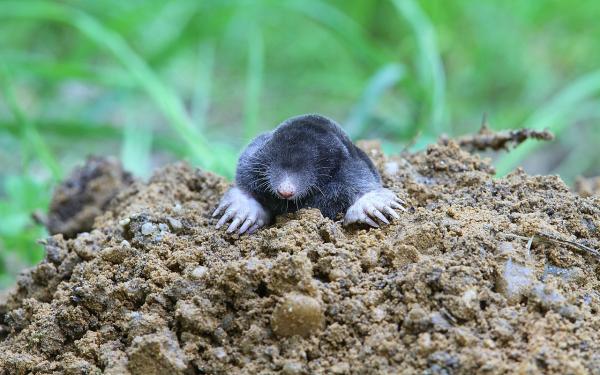 Animales con el mejor olfato - Topo (Talpa europaea) 