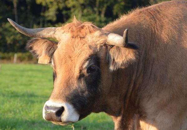 Animales con el mejor olfato - Vaca (Bos taurus) 