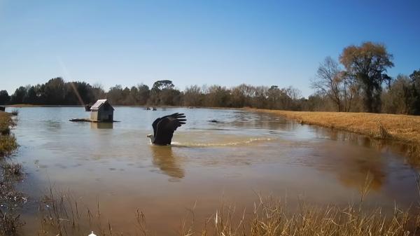 Un hombre construye un lago para criar peces y 1.000 días después se convierte en un refugio para águilas, ciervos y búhos - Águilas, ciervos, búhos y mapaches llegaron sin que nadie los introdujera