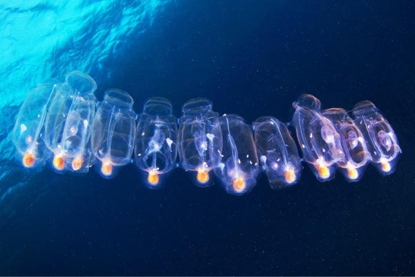 Salpas - Amenazas y conservación de las salpas