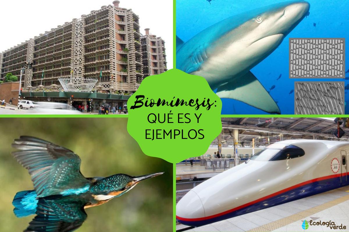 Biomímesis: qué es y ejemplos