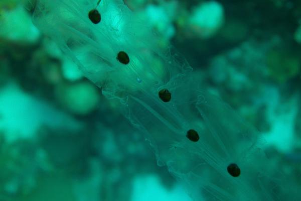 Salpas - Comportamiento de las salpas