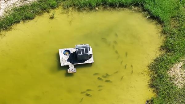 Un hombre construye un lago para criar peces y 1.000 días después se convierte en un refugio para águilas, ciervos y búhos - De un campo de cacahuetes a un lago de más de dos hectáreas