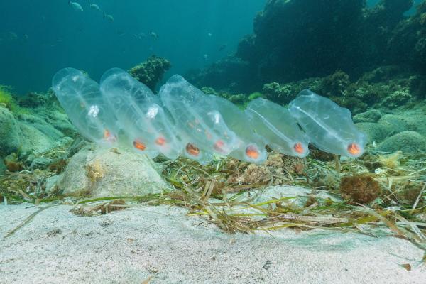Salpas - Tipos de salpas