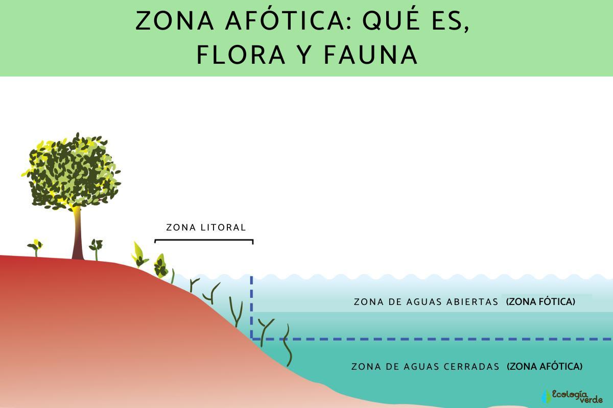 Zona afótica: qué es, flora y fauna