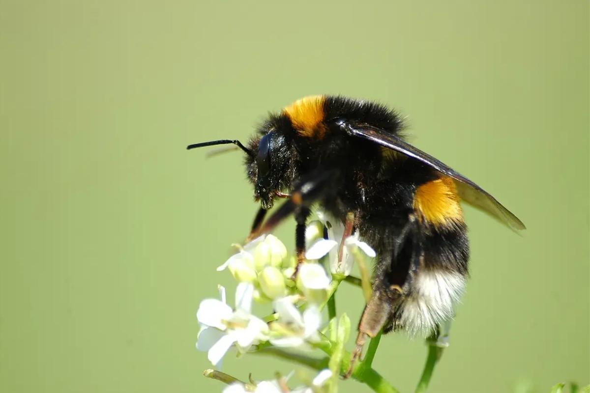 Abejorro común o Bombus terrestris
