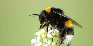 Abejorro común o Bombus terrestris