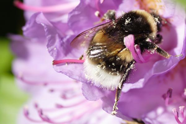 Abejorro común o Bombus terrestris - Alimentación del abejorro común 