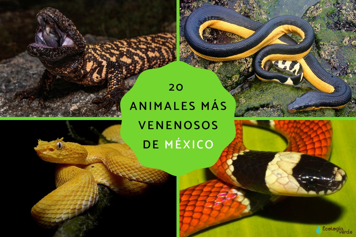 Animales venenosos de México