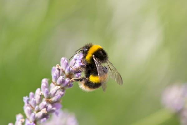Abejorro común o Bombus terrestris - Características del abejorro común