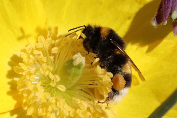 Abejorro común o Bombus terrestris - Dónde vive el abejorro común