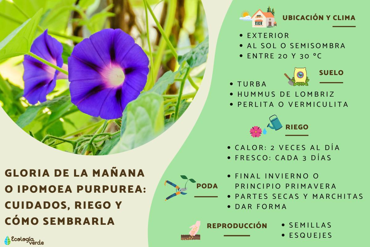 Gloria de la mañana o Ipomoea purpurea: cuidados, riego y cómo sembrarla