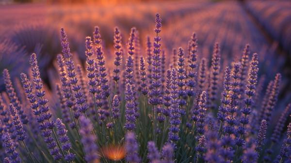 Los mosquitos siguen en septiembre: 5 plantas que puedes tener en casa para mantenerlos alejados - Lavanda: su intenso aroma la convierte en otra aliada frente a los mosquitos