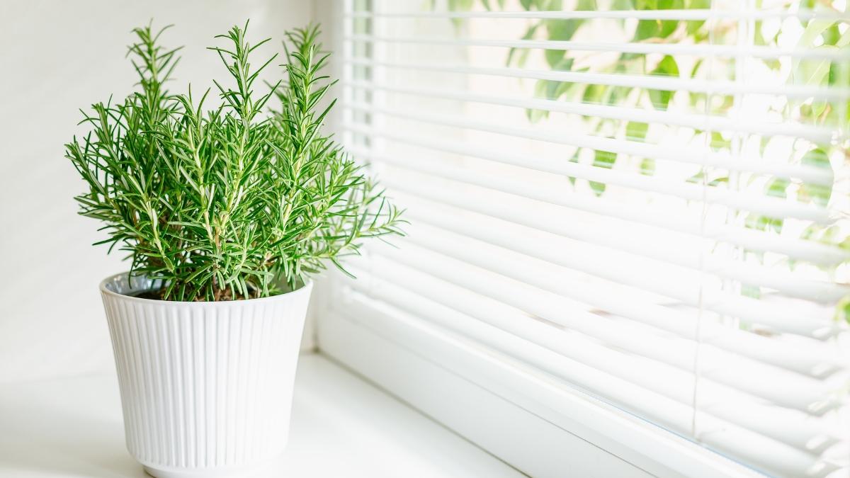 Los mosquitos siguen en septiembre: 5 plantas que puedes tener en casa para mantenerlos alejados