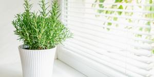 Los mosquitos siguen en septiembre: 5 plantas que puedes tener en casa para mantenerlos alejados