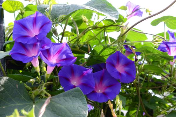 Gloria de la mañana o Ipomoea purpurea: cuidados, riego y cómo sembrarla - Luz, temperatura y ubicación de Ipomoea purpurea