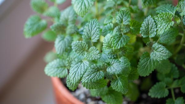 Los mosquitos siguen en septiembre: 5 plantas que puedes tener en casa para mantenerlos alejados - Melisa: el olor cítrico de sus hojas también puede ayudarte