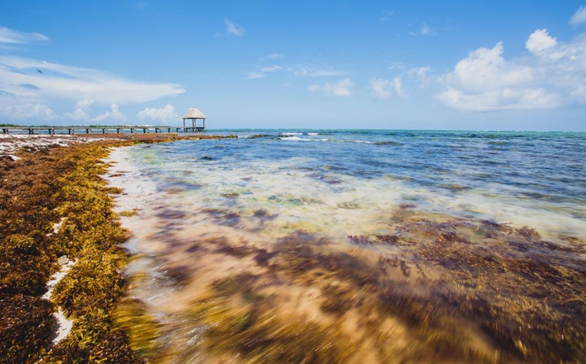 Qué es el sargazo, de dónde viene y para qué sirve
