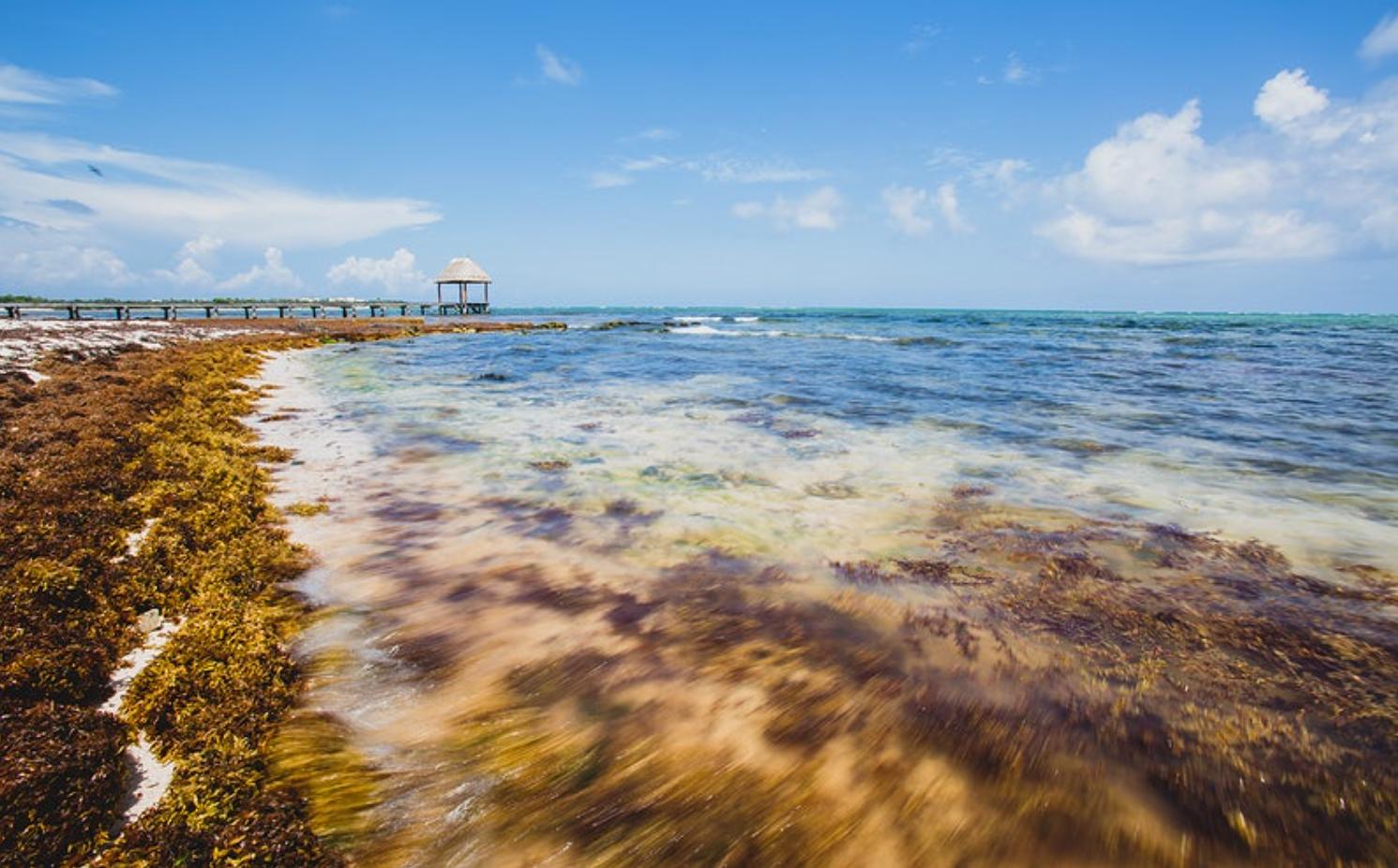 Qué es el sargazo, de dónde viene y para qué sirve - Conoce estas