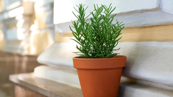 Los mosquitos siguen en septiembre: 5 plantas que puedes tener en casa para mantenerlos alejados - Romero: una planta aromática que puedes tener cerca de las ventanas
