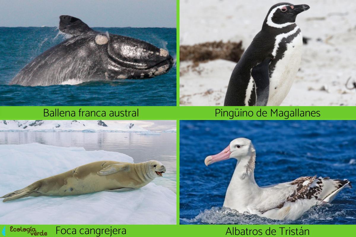 25 animales de la Antártida Nombres, características y fotos