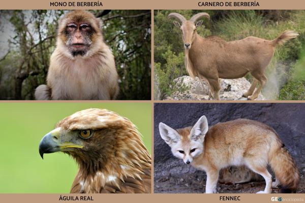 Cordillera del Atlas - 