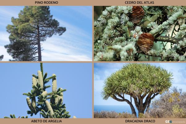 Cordillera del Atlas - Flora y fauna de la cordillera del Atlas 
