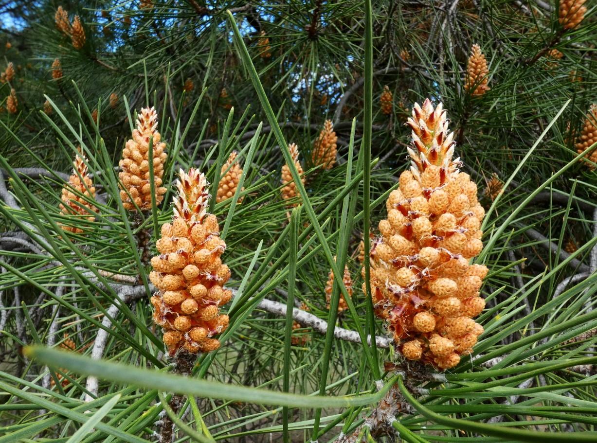 12 tipos de pinos Nombres características y fotos