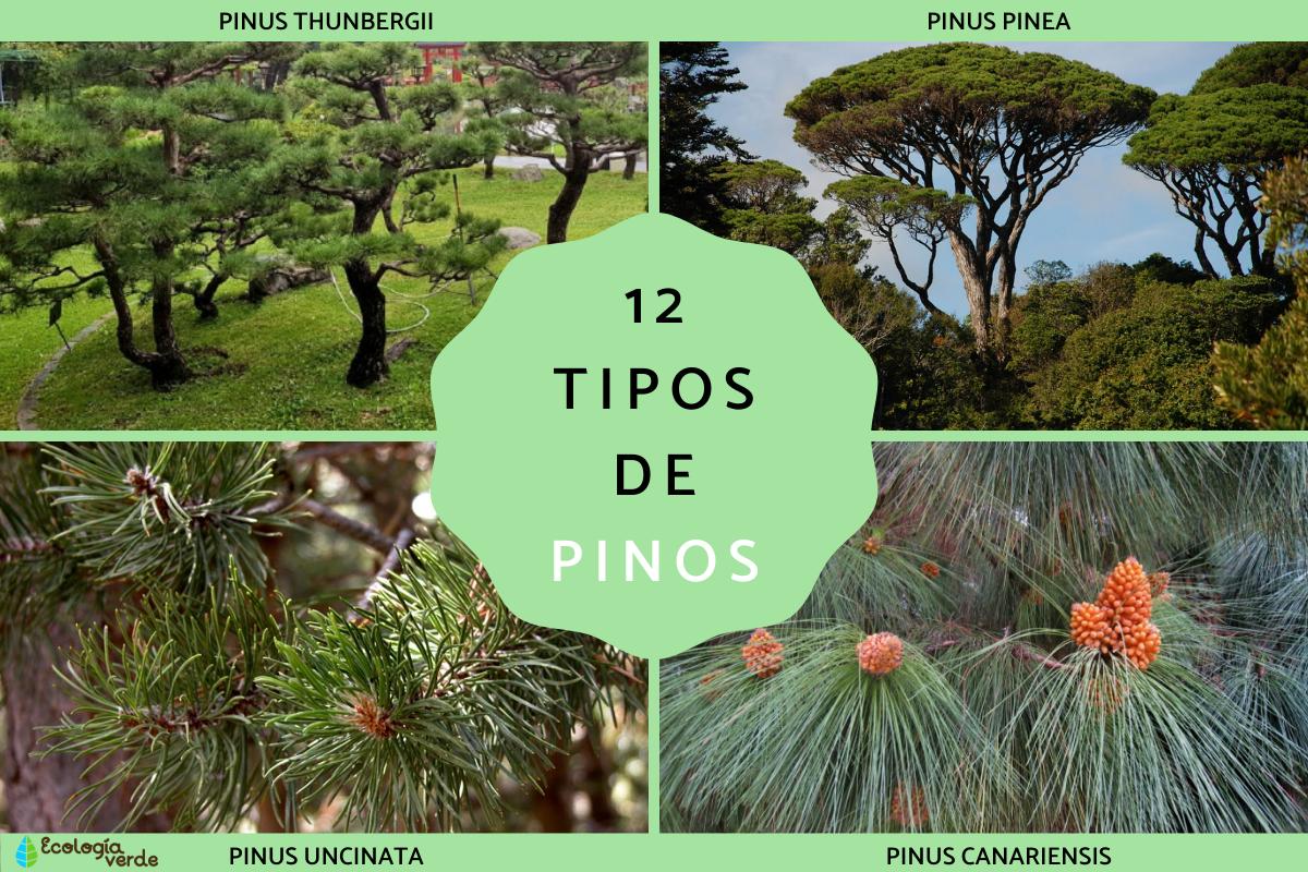 Tipos de pinos