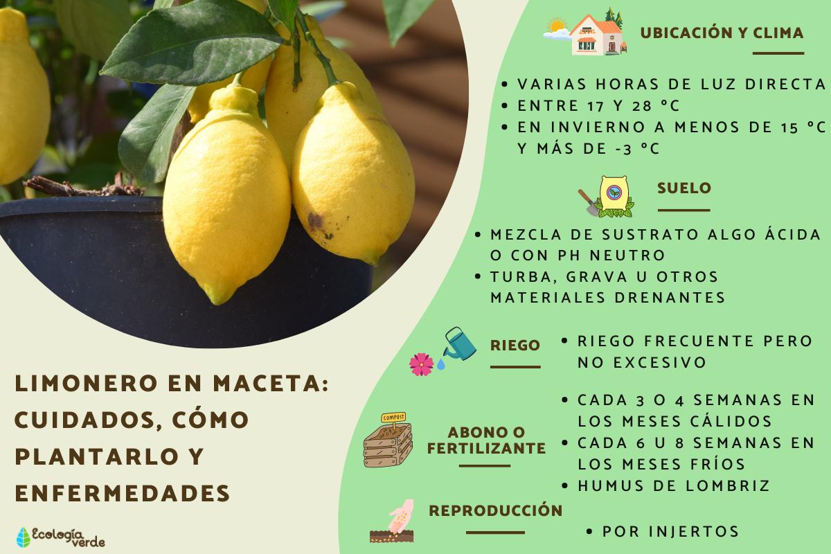 Limonero en maceta: cuidados, cómo plantarlo y enfermedades