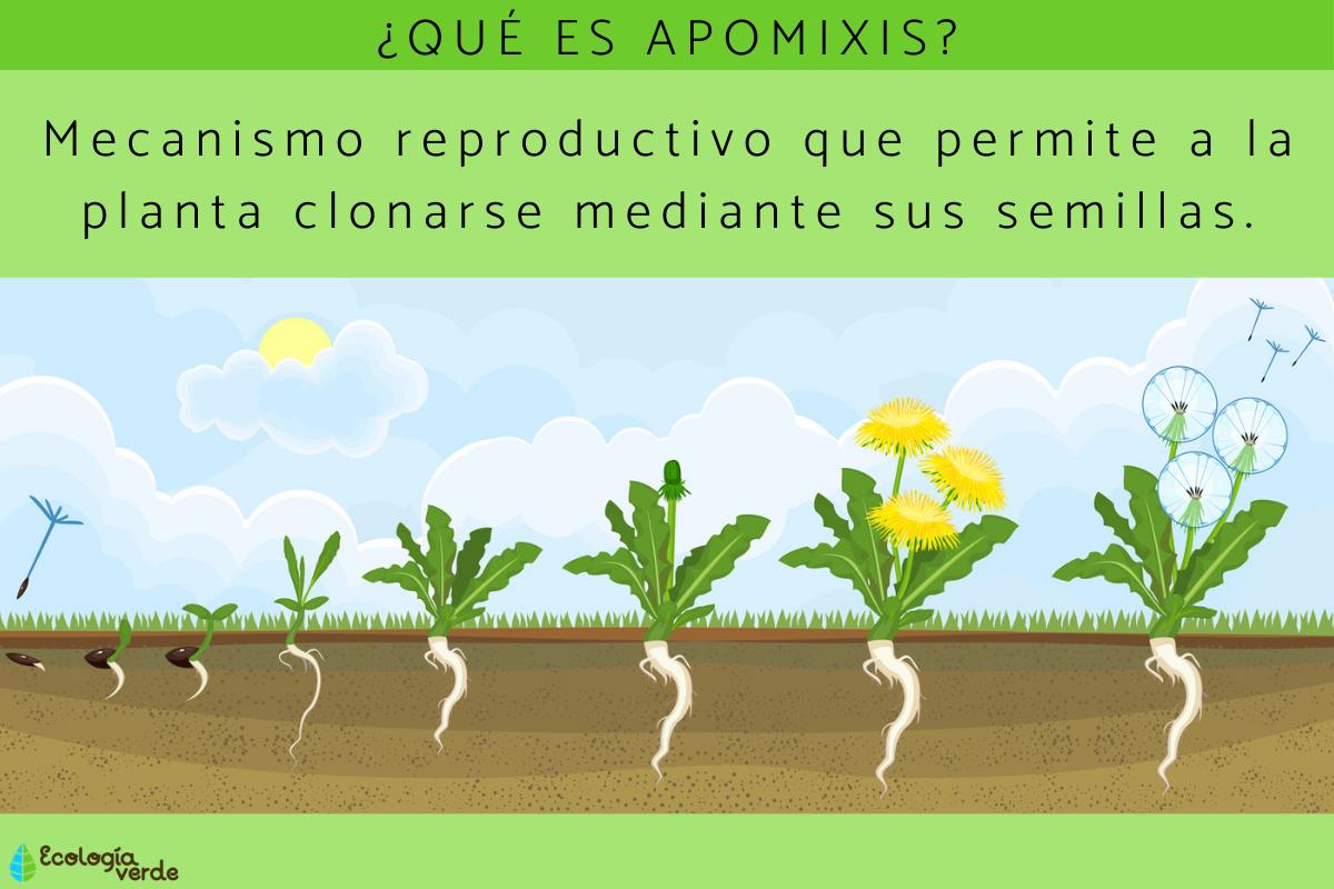 Apomixis: qué es, tipos y ejemplos