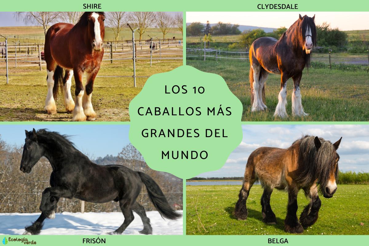 Los caballos más grandes del mundo