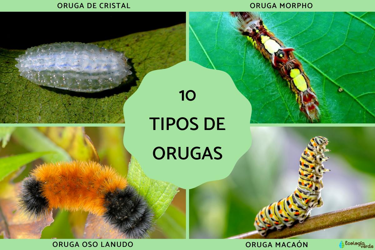 Tipos de orugas