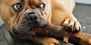 El Gusto en los humanos y en los animales