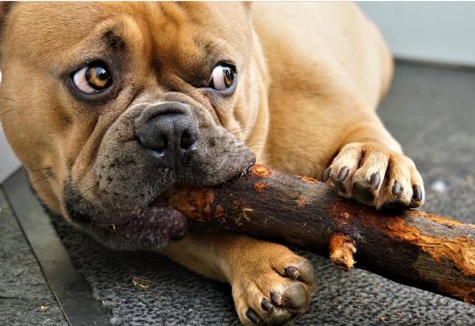 El Gusto en los humanos y en los animales