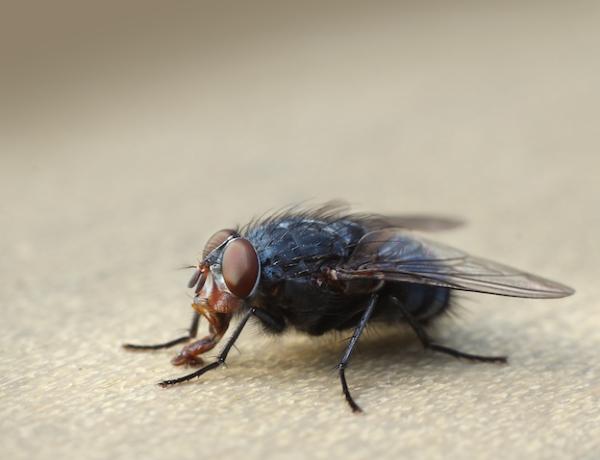 El Gusto en los humanos y en los animales - El gusto en los seres humanos