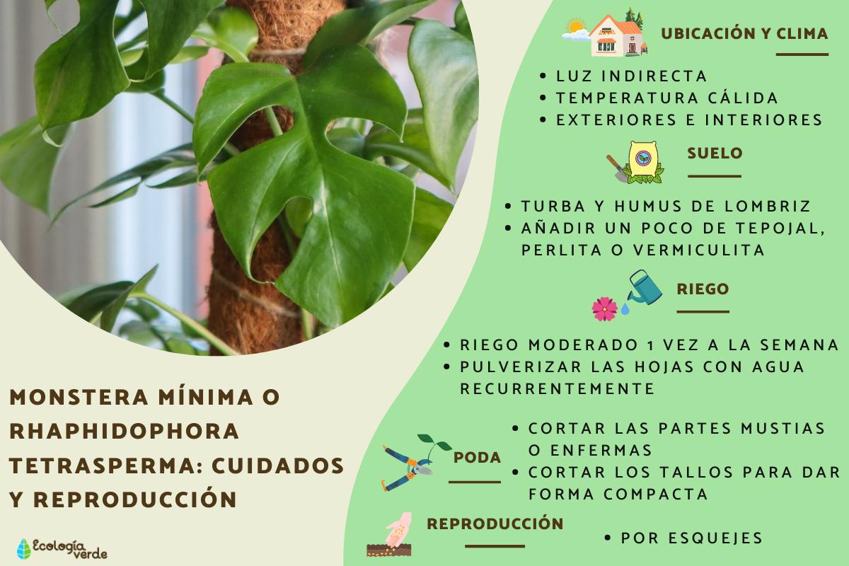 Monstera mínima o Rhaphidophora tetrasperma: cuidados y reproducción