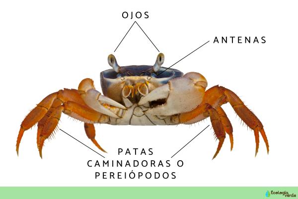 Partes del cangrejo - Antenas