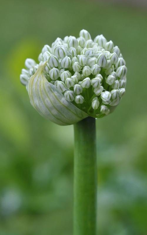 Cebolla - Descripción de la Cebolla