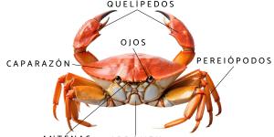 Partes del cangrejo