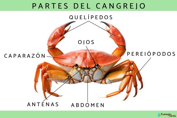 Partes del cangrejo